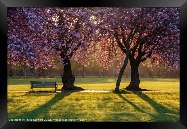 The Meadows Blossom Framed Print by Philip Stewart