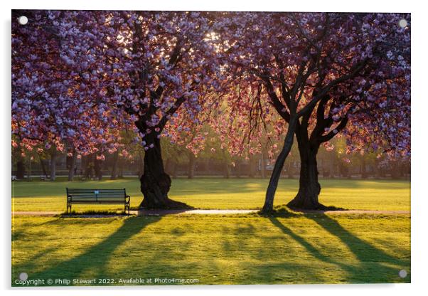 The Meadows Blossom Acrylic by Philip Stewart