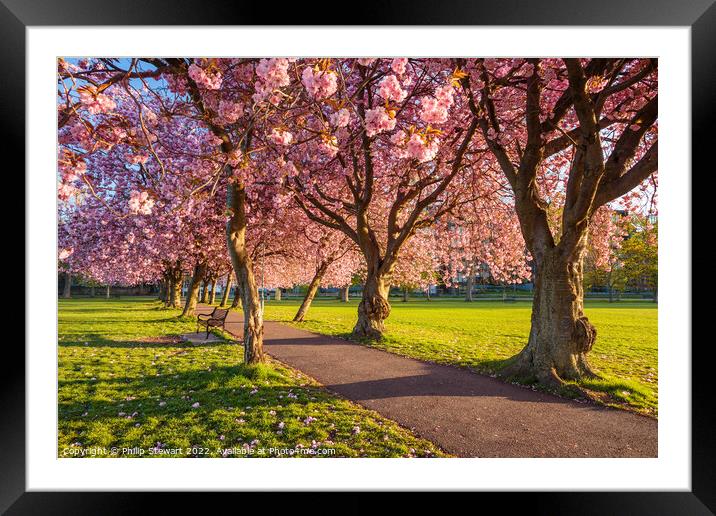 Meadows Blossom Framed Mounted Print by Philip Stewart