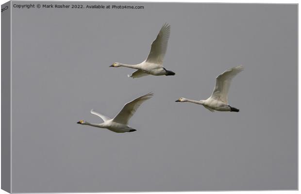 Bewick Swan trio Canvas Print by Mark Rosher