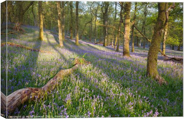 Kinclaven bluebell woods Canvas Print by Philip Stewart
