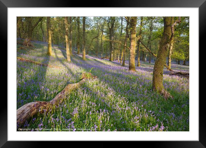 Kinclaven bluebell woods Framed Mounted Print by Philip Stewart