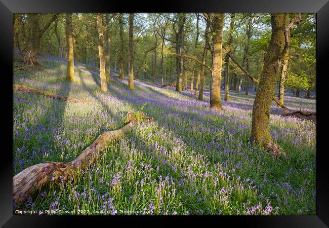 Kinclaven bluebell woods Framed Print by Philip Stewart