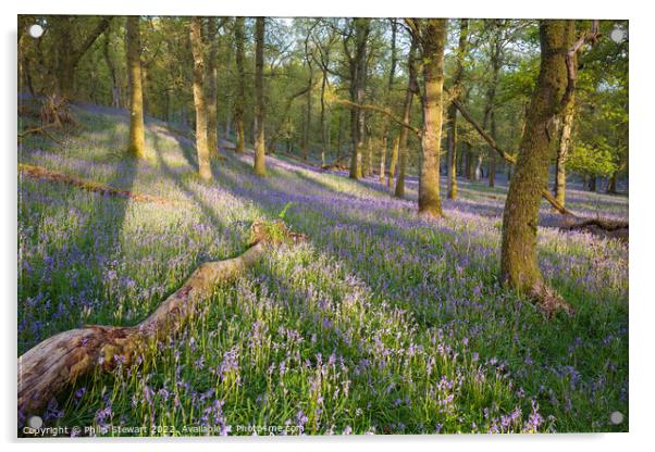 Kinclaven bluebell woods Acrylic by Philip Stewart