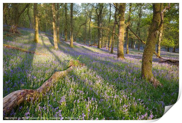 Kinclaven bluebell woods Print by Philip Stewart