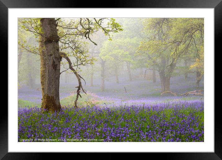 Kinclaven Woods Framed Mounted Print by Philip Stewart