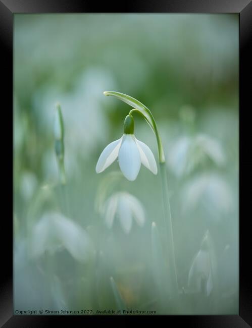 Snowdrop Flower Framed Print by Simon Johnson
