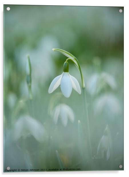 Snowdrop Flower Acrylic by Simon Johnson