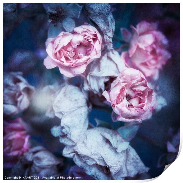 Faded Roses Print by