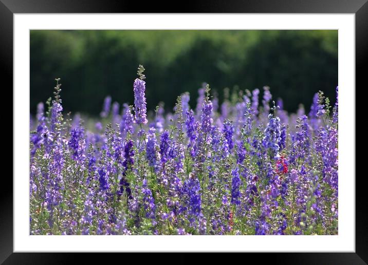 Lilac Delphiniums Framed Mounted Print by Susan Snow