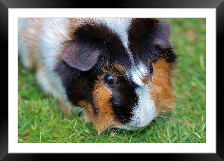 Gorgeous Abyssinian Guinea Pig Framed Mounted Print by Susan Snow