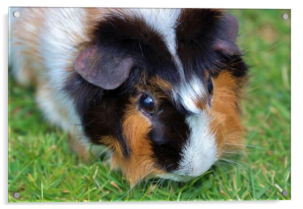 Gorgeous Abyssinian Guinea Pig Acrylic by Susan Snow