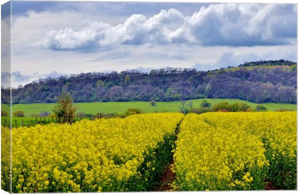 Rapeseed Field Canvas Print by Susan Snow