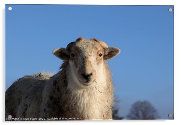 A Ram enjoying the winter sun. Acrylic by Glyn Evans
