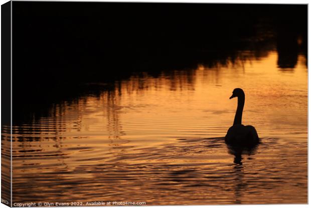 Swan on the River Ewenny Canvas Print by Glyn Evans