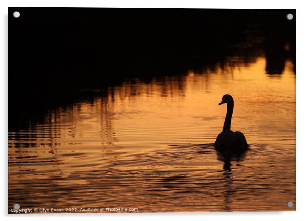 Swan on the River Ewenny Acrylic by Glyn Evans