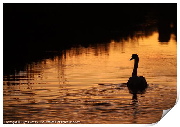Swan on the River Ewenny Print by Glyn Evans
