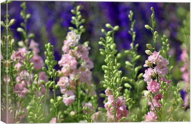 A field of Delphiniums Canvas Print by Susan Snow