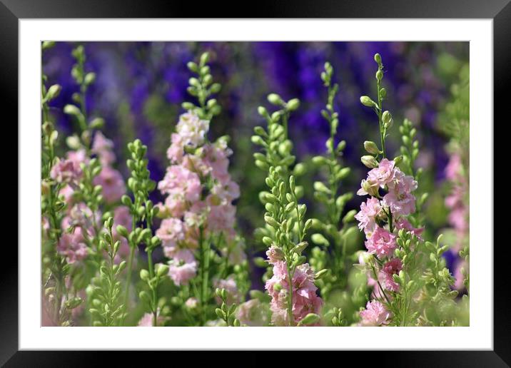 A field of Delphiniums Framed Mounted Print by Susan Snow