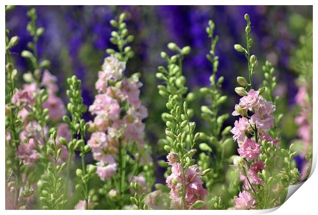 A field of Delphiniums Print by Susan Snow