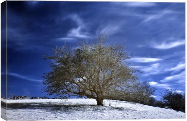 Tree in Infrared Canvas Print by Susan Snow