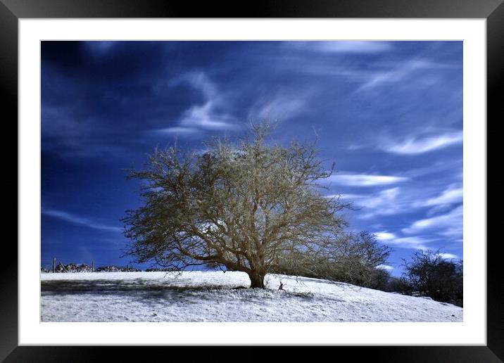 Tree in Infrared Framed Mounted Print by Susan Snow