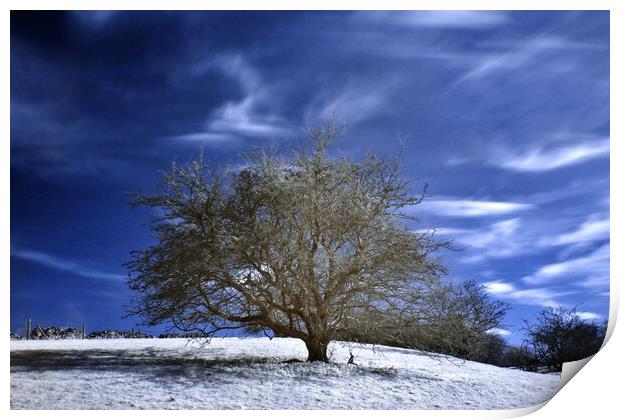 Tree in Infrared Print by Susan Snow
