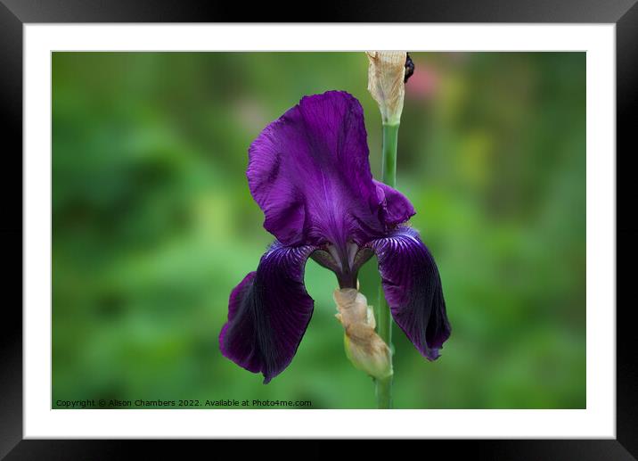 Bearded Iris Framed Mounted Print by Alison Chambers