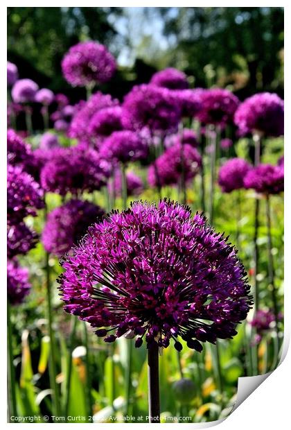 Allium Hollandicum Purple sensation Print by Tom Curtis
