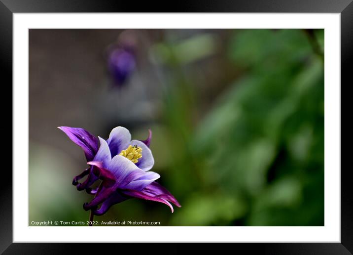 Aquilegia Flower Framed Mounted Print by Tom Curtis