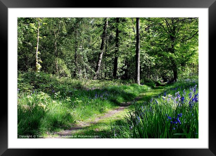 Bagger Wood near Barnsley Framed Mounted Print by Tom Curtis