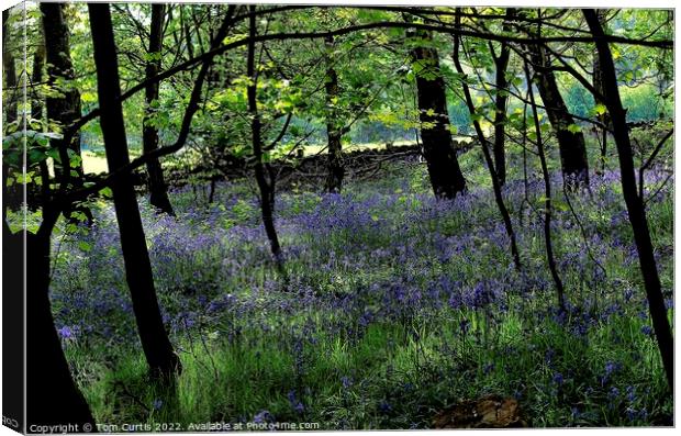 Woodland at Newmillerdam West Yorkshire Canvas Print by Tom Curtis
