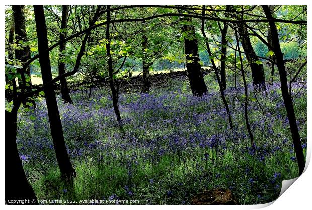 Woodland at Newmillerdam West Yorkshire Print by Tom Curtis