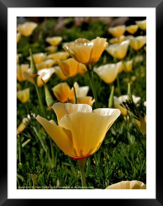 Californian Poppy  Framed Mounted Print by Tom Curtis