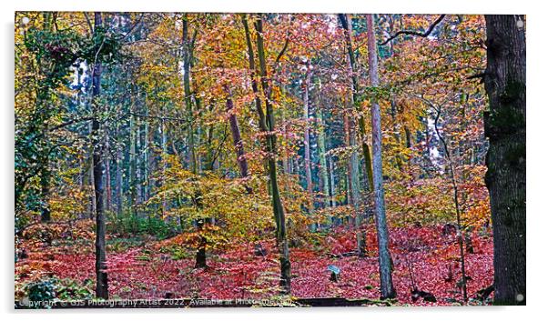 Magical Wood Acrylic by GJS Photography Artist