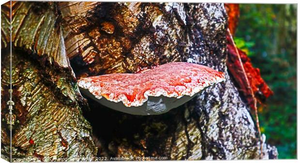 Bracket Fungi Canvas Print by GJS Photography Artist