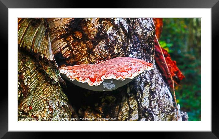 Bracket Fungi Framed Mounted Print by GJS Photography Artist