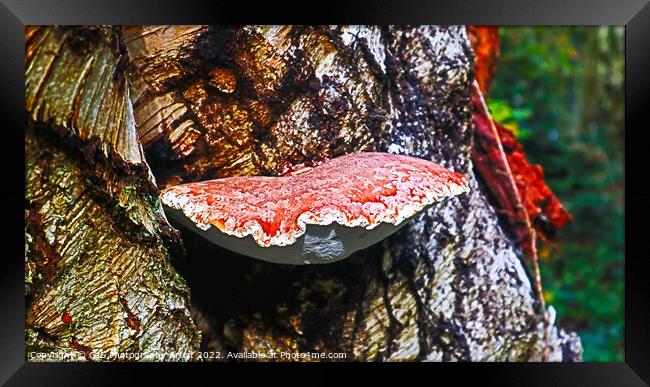 Bracket Fungi Framed Print by GJS Photography Artist