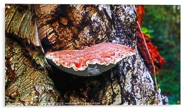 Bracket Fungi Acrylic by GJS Photography Artist