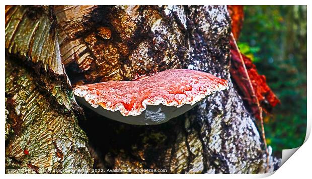 Bracket Fungi Print by GJS Photography Artist