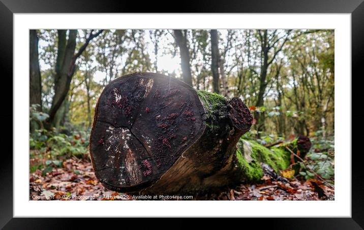 Fallen but Alive Framed Mounted Print by GJS Photography Artist