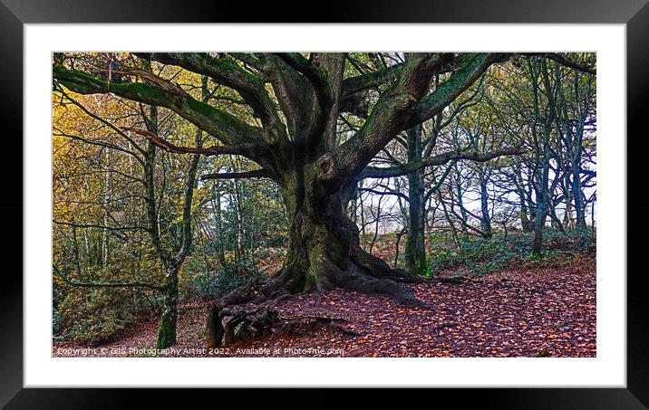 Swing From the Oak Framed Mounted Print by GJS Photography Artist