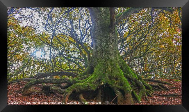Roots Exposed  Framed Print by GJS Photography Artist