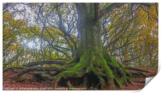 Roots Exposed  Print by GJS Photography Artist
