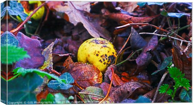 Rotting Crab Apple Canvas Print by GJS Photography Artist