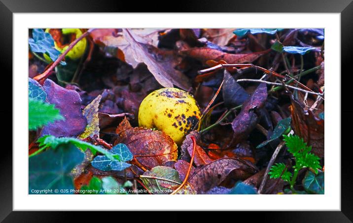Rotting Crab Apple Framed Mounted Print by GJS Photography Artist