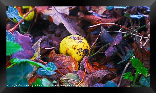 Rotting Crab Apple Framed Print by GJS Photography Artist