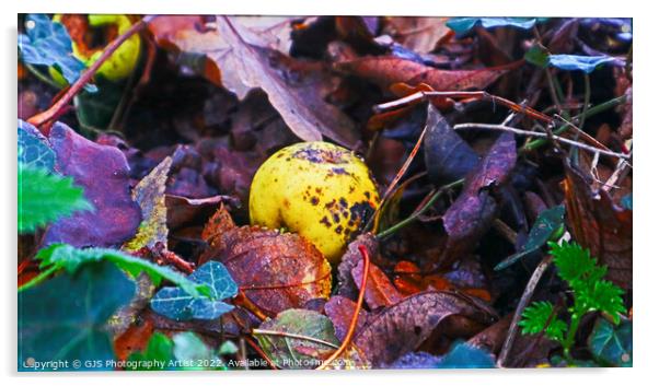 Rotting Crab Apple Acrylic by GJS Photography Artist