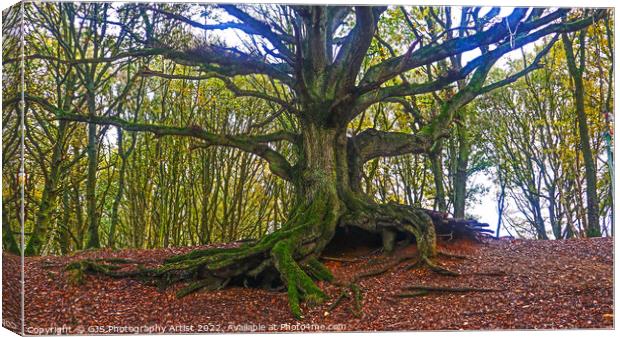 The Old Oak of Bawdeswell Heath Canvas Print by GJS Photography Artist