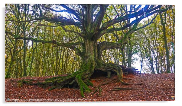 The Old Oak of Bawdeswell Heath Acrylic by GJS Photography Artist